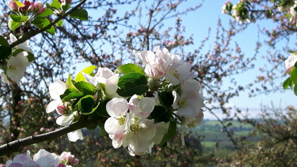 close up image of blossom