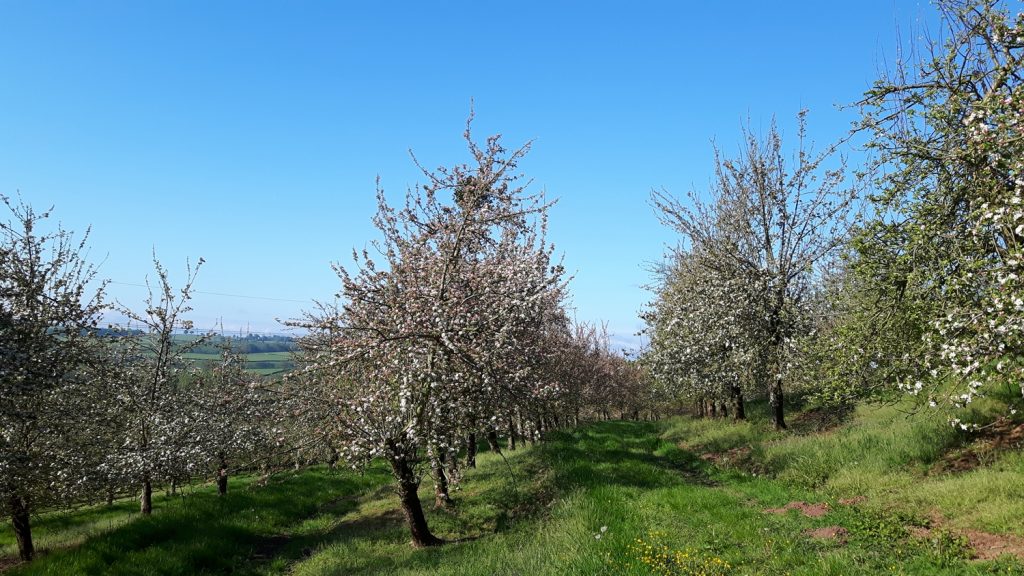 Rows of apple trees in blossom against a blue sky