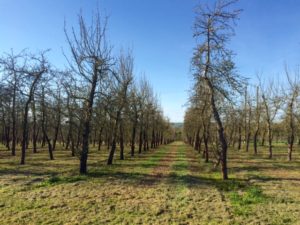 orchards sun