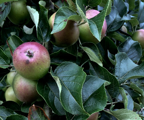 Juicy, natural apples
